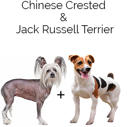 Crested Jack Dog